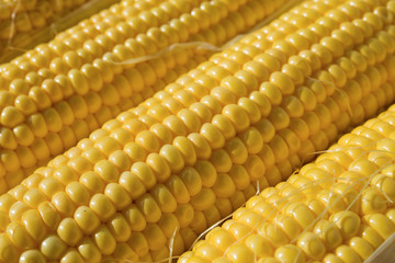 Sweet and ripe corns