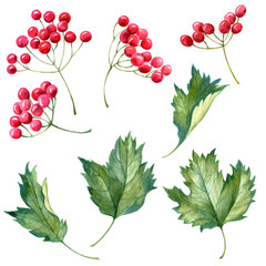 Watercolor leaves with red berries on white background. - 124900578