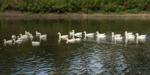 Naklejka na ściany i meble white geese on the pond