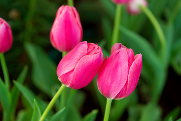 Fototapeta premium close-up Tulip Colourful