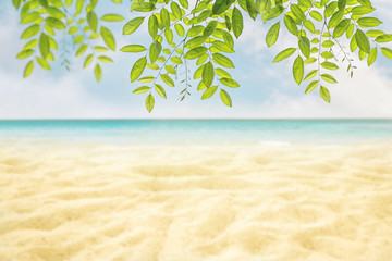Fototapeta na wymiar fresh light green leave spring summer season blue cloudy sky and sand beach background. 