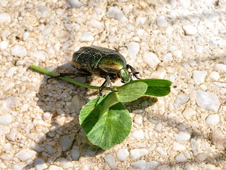 beetle and green leaf