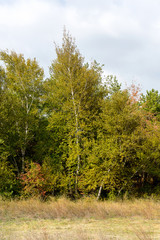Walking through the birch forest autumn morning.