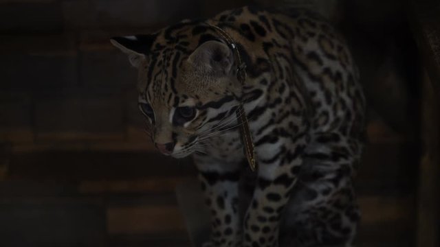 Footage ocelot sitting in the zoo cage. 4K