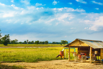 Rice fields with Tractor Pump farmhouse and blue sky in Thailand.Rural Concept