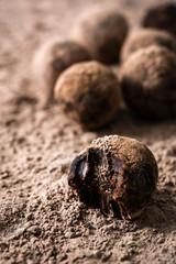 Homemade chocolate truffles

