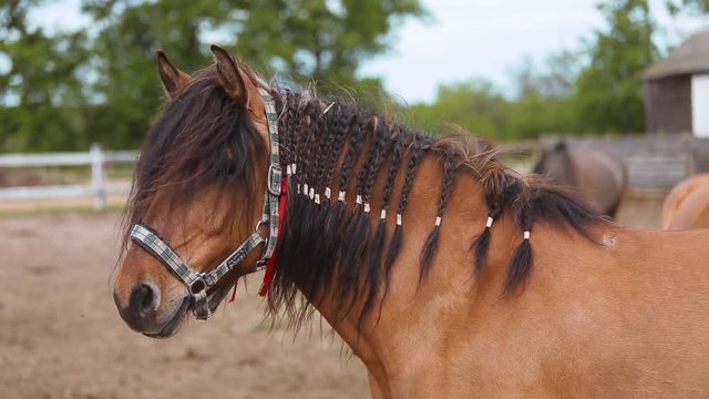horse with braids in mane