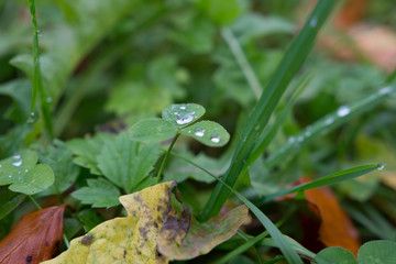 Tropfen aus Wasser auf dem Gras und Blatt in der Natur