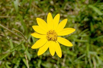 Yellow daisy flower top view in green environment
