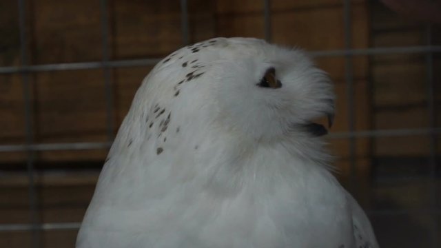 footage Woman stroking a white owl. slow motion 120 fps. hd