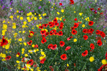 Fototapeta premium Blosson wildflowers