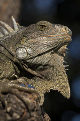 Wild lizard animal close up in natural habitat