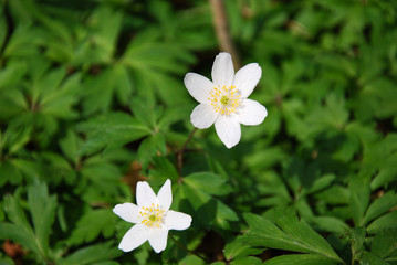 Sunlit wood anemones closeup
