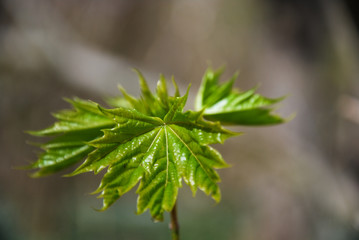 New maple leaves closeup