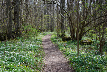 Path in the woods at spring