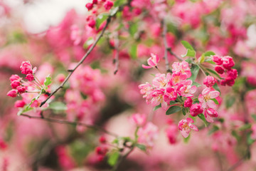 Closeup of pink blossom of a fruit tree in spring. Shallow focus