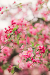 Closeup of a fruit tree pink blossom in spring. Shallow focus