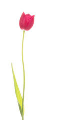red tulip on a white background
