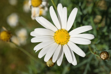 Obraz premium White daisy flower in green nature background