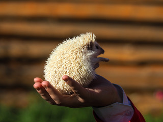 white hedgehog