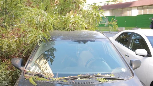 tree fell on the car. disaster. strong wind.