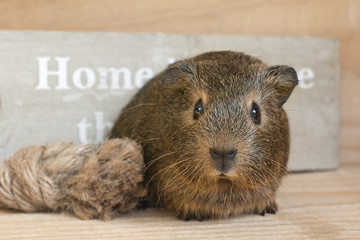 Fototapeta premium Meerschweinchen (Jungtier)
