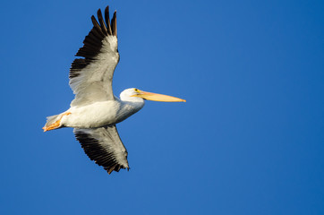 Fototapeta na wymiar American White Pelican Flying in Blue Sky