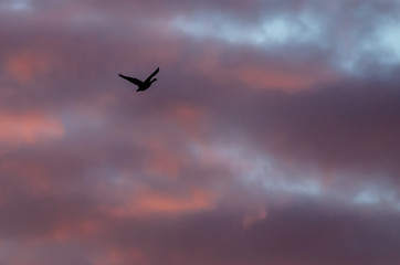 Fototapeta na wymiar Lone Silhouetted Goose Flying in the Beautiful Sunset Sky