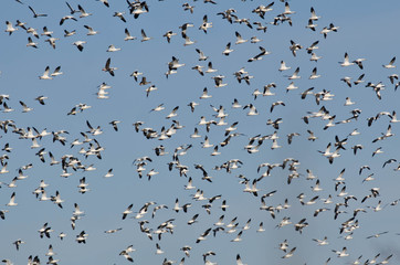 Massive Flock of Snow Geese Flying in a Blue Sky