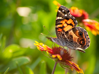 American Painted Lady butterfly on an Indian Blanket Flower
