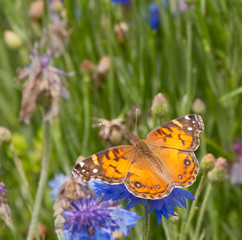 American Painted Lady Butterfly feeding on blue Corn flower