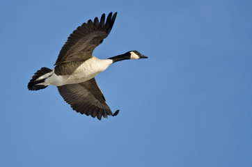Canada Goose Flying in a Blue Sky