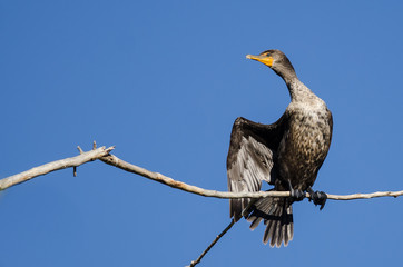 Young Double-Crested Cormorant Perched in Tall Tree