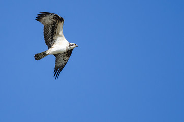 Lone Osprey Flying in a Blue Sky