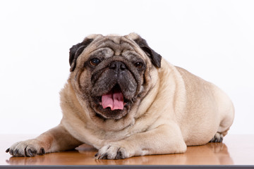 Pug lying on the table, white background