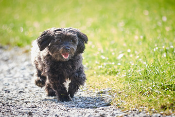 Havanese dog running on a way across the meadows