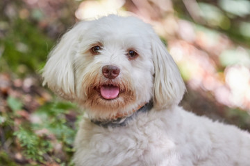 Portrait of white havenese dog in forest - 124903759