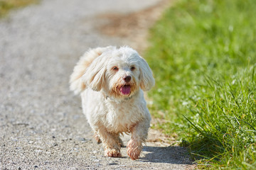 Havanese dog running on a way across the meadows