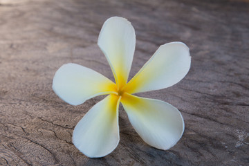 beautiful Tropical flowers frangipani on wood
