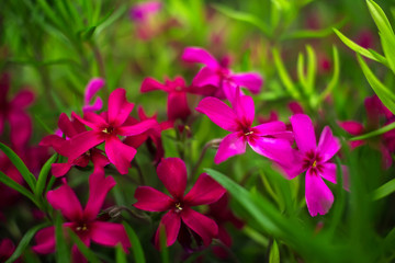 wild pink and purple flowers on green grass.