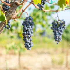 Reben Vitis für Wein und Alkohol im Rotwein und Weisswein