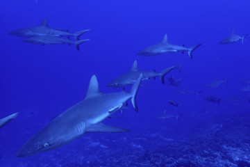 Mur de requin à Fakarava Sud