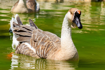 Duck in lake