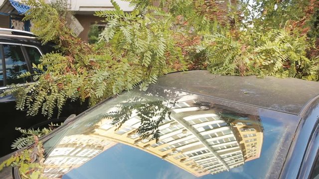 tree fell on the car. disaster. strong wind.