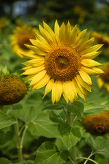 Fototapeta premium Sunflower closeup background and texture in summer.