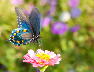 Fototapeta na wymiar Iridescent blue Pipevine Swallowtail feeding on a delicate pink flower in summer garden