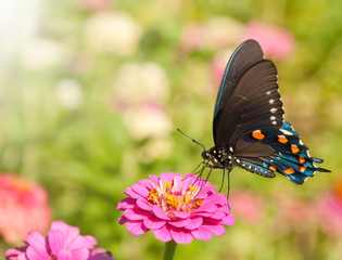 Blue iridescent Pipevine Swallowtail, Battus philenor, feeding on a hot pink Zinnia against a garden background