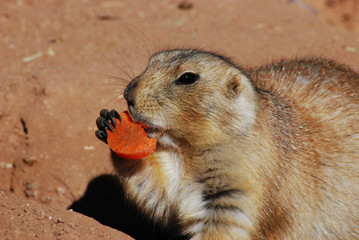 Prairie Dog at Lunch