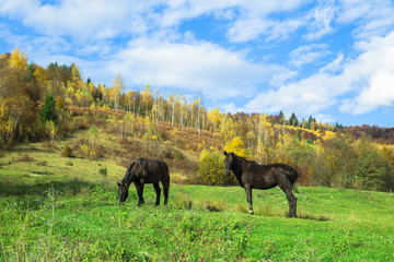 Fototapeta na wymiar Horses, horse near a forest in autumn rock
