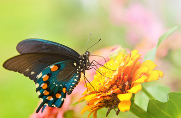 Beautiful iridescent Green Swallowtail butterfly feeding on an orange flower